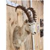 Image 3 : Siberian Ibex Shoulder Mount Taxidermy