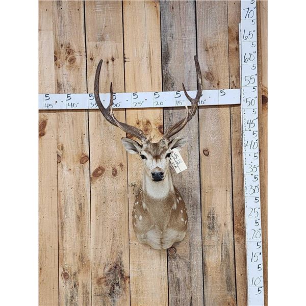Axis Deer Shoulder Mount Taxidermy