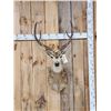 Image 1 : Axis Deer Shoulder Mount Taxidermy