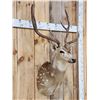Image 2 : Axis Deer Shoulder Mount Taxidermy