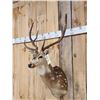 Image 3 : Axis Deer Shoulder Mount Taxidermy