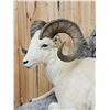 Image 10 : Beautiful Alaskan Dall Sheep Full Body Taxidermy Mount