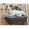 Image 11 : Beautiful Alaskan Dall Sheep Full Body Taxidermy Mount