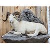 Image 12 : Beautiful Alaskan Dall Sheep Full Body Taxidermy Mount