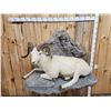 Image 13 : Beautiful Alaskan Dall Sheep Full Body Taxidermy Mount