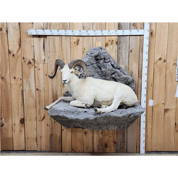 Beautiful Alaskan Dall Sheep Full Body Taxidermy Mount
