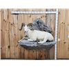 Image 1 : Beautiful Alaskan Dall Sheep Full Body Taxidermy Mount