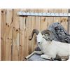 Image 3 : Beautiful Alaskan Dall Sheep Full Body Taxidermy Mount