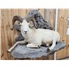Image 4 : Beautiful Alaskan Dall Sheep Full Body Taxidermy Mount