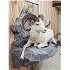 Image 5 : Beautiful Alaskan Dall Sheep Full Body Taxidermy Mount
