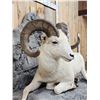 Image 6 : Beautiful Alaskan Dall Sheep Full Body Taxidermy Mount