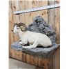 Image 7 : Beautiful Alaskan Dall Sheep Full Body Taxidermy Mount