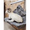 Image 8 : Beautiful Alaskan Dall Sheep Full Body Taxidermy Mount
