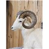 Image 9 : Beautiful Alaskan Dall Sheep Full Body Taxidermy Mount