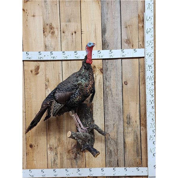 Turkey On A Limb Full Body Bird Taxidermy
