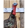 Image 2 : Turkey On A Limb Full Body Bird Taxidermy