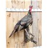 Image 3 : Turkey On A Limb Full Body Bird Taxidermy