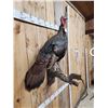 Image 4 : Turkey On A Limb Full Body Bird Taxidermy