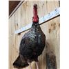 Image 5 : Turkey On A Limb Full Body Bird Taxidermy