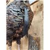 Image 7 : Turkey On A Limb Full Body Bird Taxidermy