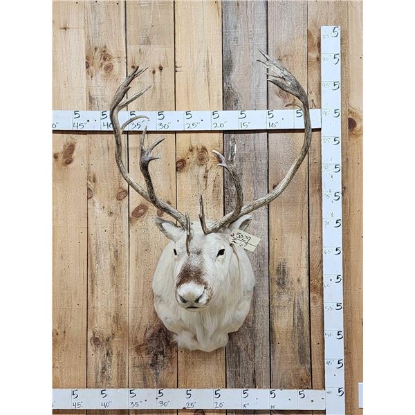 Peary Caribou Shoulder Mount Taxidermy