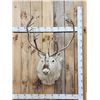 Image 1 : Peary Caribou Shoulder Mount Taxidermy