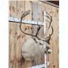 Image 2 : Peary Caribou Shoulder Mount Taxidermy