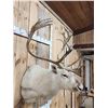 Image 3 : Peary Caribou Shoulder Mount Taxidermy