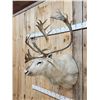 Image 5 : Peary Caribou Shoulder Mount Taxidermy