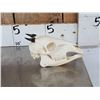 Image 2 : African Peters Duiker Skull Taxidermy