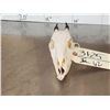 Image 3 : African Peters Duiker Skull Taxidermy