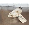 Image 4 : African Peters Duiker Skull Taxidermy