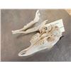 Image 5 : African Peters Duiker Skull Taxidermy