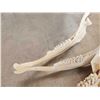 Image 6 : African Peters Duiker Skull Taxidermy