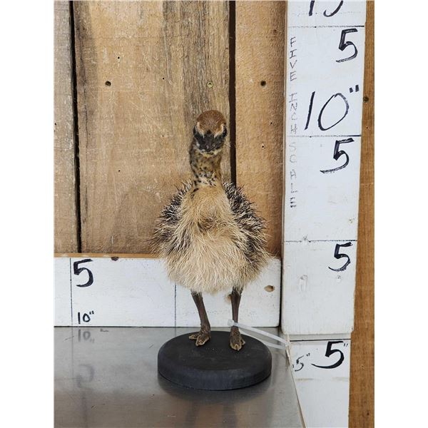 Baby Ostrich Full Body Bird Taxidermy