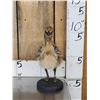 Image 1 : Baby Ostrich Full Body Bird Taxidermy