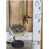 Image 2 : Baby Ostrich Full Body Bird Taxidermy