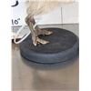 Image 3 : Baby Ostrich Full Body Bird Taxidermy