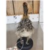 Image 4 : Baby Ostrich Full Body Bird Taxidermy