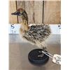 Image 5 : Baby Ostrich Full Body Bird Taxidermy