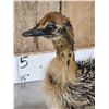Image 6 : Baby Ostrich Full Body Bird Taxidermy