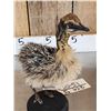 Image 7 : Baby Ostrich Full Body Bird Taxidermy