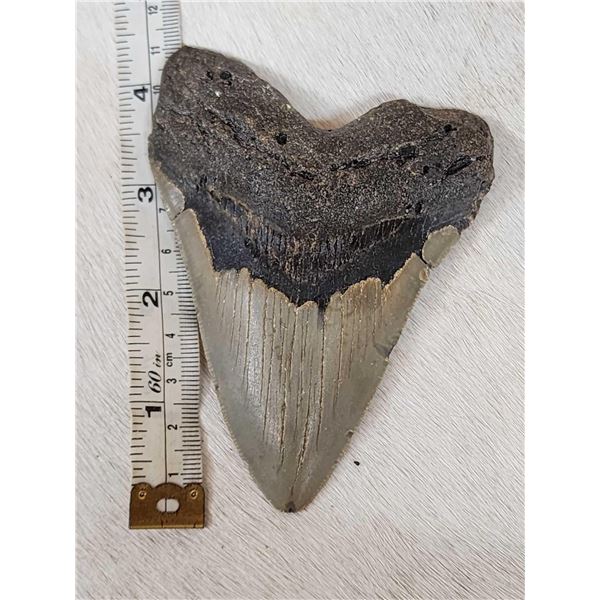 Fossilized Megalodon Shark Tooth
