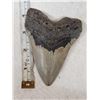 Image 1 : Fossilized Megalodon Shark Tooth