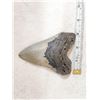 Image 2 : Fossilized Megalodon Shark Tooth