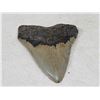 Image 3 : Fossilized Megalodon Shark Tooth