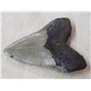 Image 4 : Fossilized Megalodon Shark Tooth
