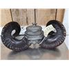 Image 2 : Victorian Era Scottish Ram's Horn Snuff Mull