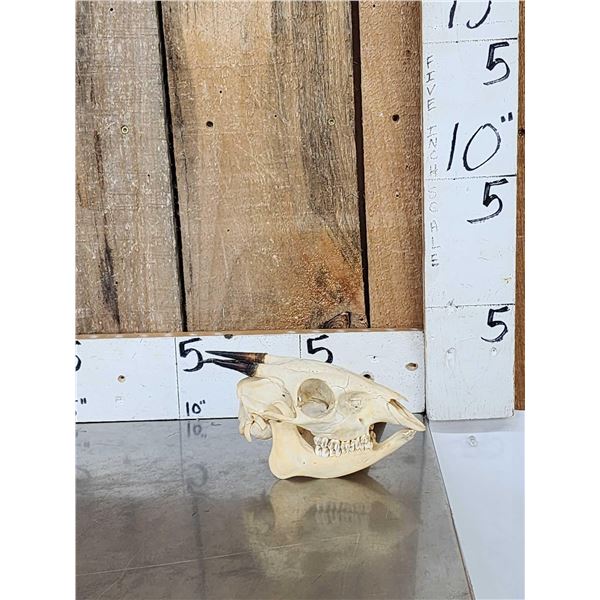 African Bay Duiker Skull Taxidermy