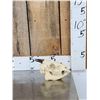 Image 1 : African Bay Duiker Skull Taxidermy